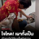 เจ้าของไซบีเรียนร้อง-เตรียมแจ้งความหาตัวคนราดน้ำมันจุดไฟเผาสุนัขทั้งเป็น-จนอาการสาหัส-ล