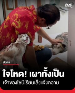 เจ้าของไซบีเรียนร้อง-เตรียมแจ้งความหาตัวคนราดน้ำมันจุดไฟเผาสุนัขทั้งเป็น-จนอาการสาหัส-ล