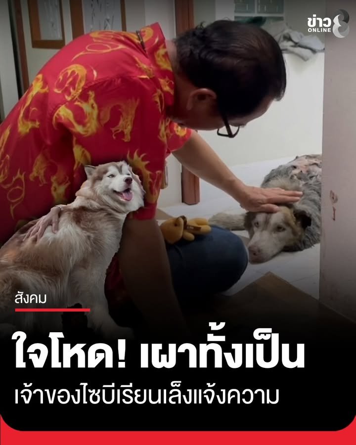 เจ้าของไซบีเรียนร้อง-เตรียมแจ้งความหาตัวคนราดน้ำมันจุดไฟเผาสุนัขทั้งเป็น-จนอาการสาหัส-ล