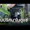 ลูกร้อง แม่ดับปริศนาในตู้แช่ | ข่าวเย็นช่องวัน | สำนักข่าววันนิวส์