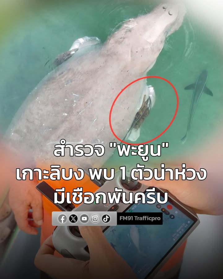 สำรวจ-“พะยูน”-เกาะลิบง-พบ-1-ตัวน่าห่วง-มีเชือกพันครีบ-เจ้าหน-|-2026-02-16-04:34:00