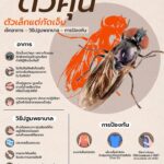 “ตัวคุ่น”-จิ๋วแต่แสบ-กัดเจ็บจี๊ดจนต้องสะดุ้ง.-“ตัวคุ่น”-(b