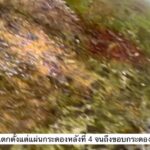 -กรมทะเล-โดยเจ้าหน้าที่กลุ่มสัตว์ทะเลหายากและใกล้สูญพันธุ์