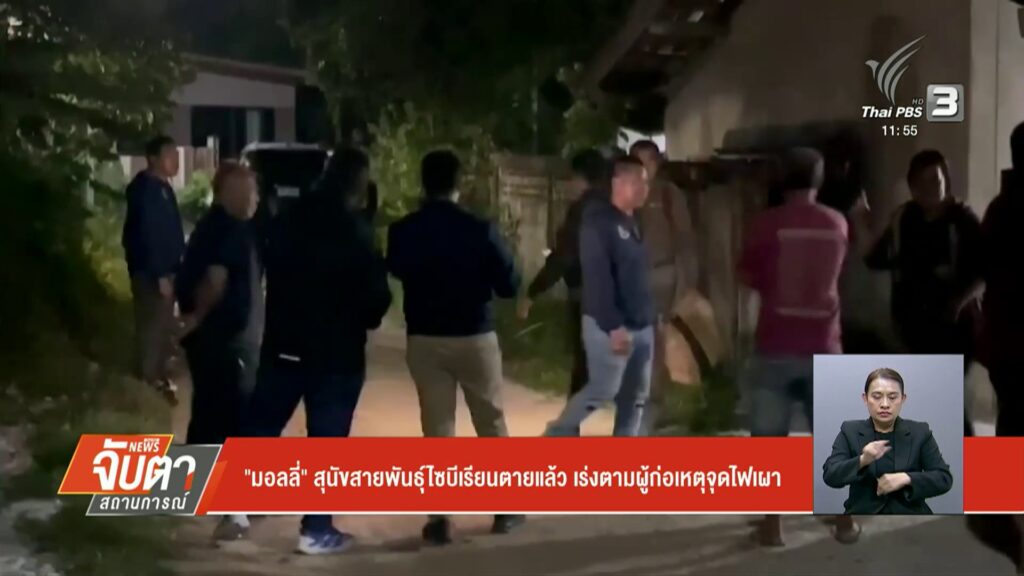 “มอลลี่”-สุนัขสายพันธ์ุไซบีเรียนเสียชีวิตแล้ว-เร่งตามผู้ก่อเหตุจุด