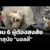 ปูพรมตรวจค้นหา สอบ 6 ผู้ต้องสงสัยเผาสุนัข “มอลลี่” | ข่าวเที่ยง 21 ก.พ. 69