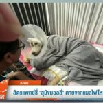 ในหลวง”-ทรงเสียพระทัยการจากไปของ-“มอลลี่”-ข่าวใต้แลได้ที่เร