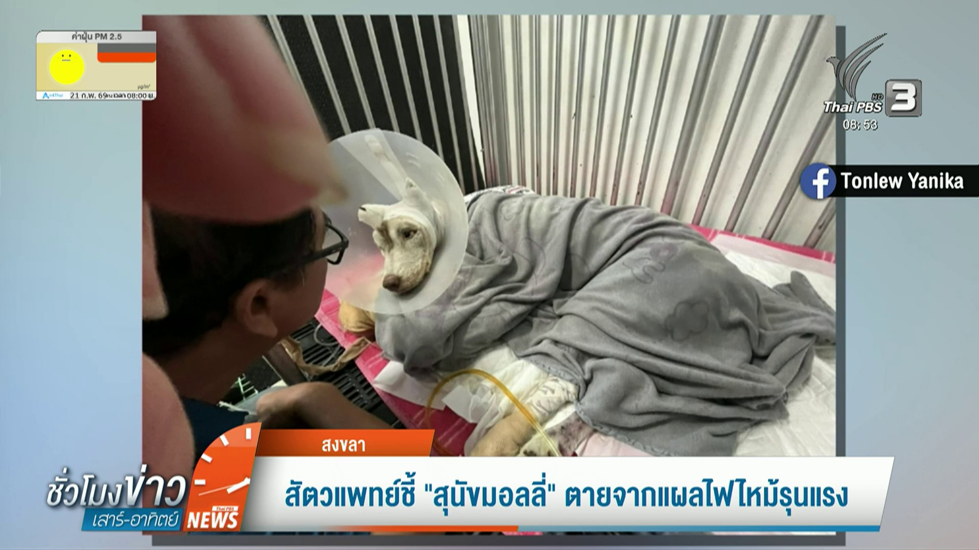 ในหลวง”-ทรงเสียพระทัยการจากไปของ-“มอลลี่”-ข่าวใต้แลได้ที่เร