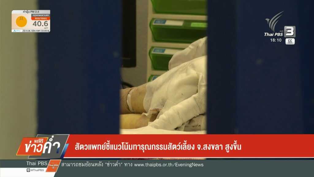 –-สัตวแพทย์ชี้แนวโน้มทารุณกรรมสัตว์เลี้ยง-จ.สงขลา-สูงขึ้น-–