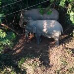 ðððð-:-สุดเศร้า-แม่ช้างป่าเขาใหญ่ตกลูกใกล้แนวเขตป่าติดสนามก