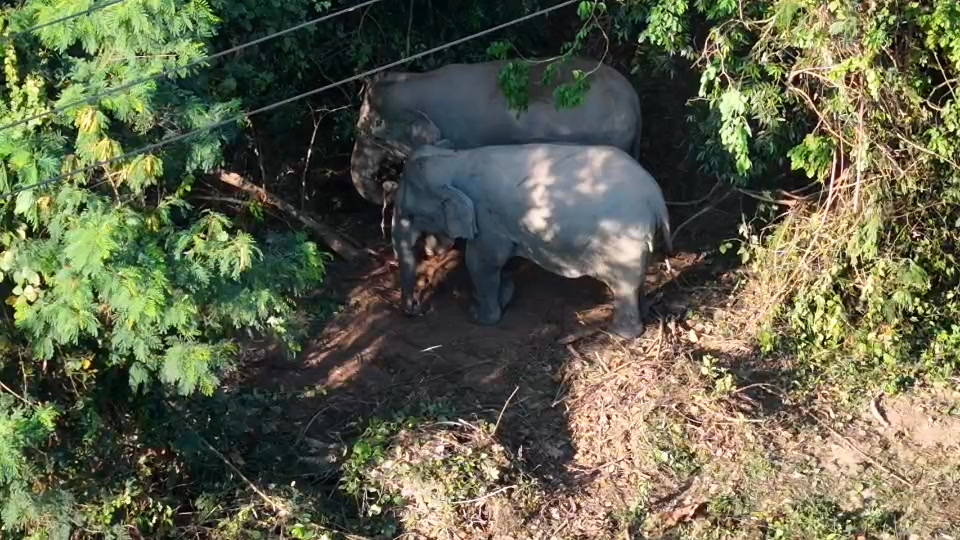 ðððð-:-สุดเศร้า-แม่ช้างป่าเขาใหญ่ตกลูกใกล้แนวเขตป่าติดสนามก