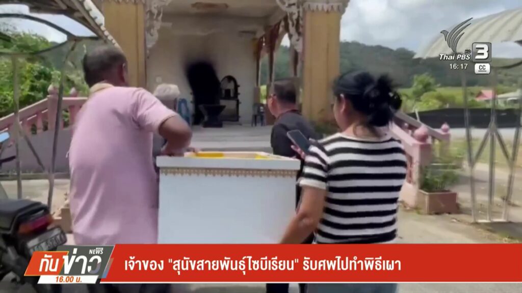 เจ้าของ-“สุนัขสายพันธ์ุไซบีเรียน”-รับศwไปทำพิธีเผา-ข่าวใต้แ