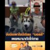 จับมือเผาไซบีเรียน มอลลี่ เผยหมามากัดไก่เสียชีวิต อัพเดทข่าว