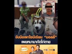 จับมือเผาไซบีเรียน มอลลี่ เผยหมามากัดไก่เสียชีวิต อัพเดทข่าว