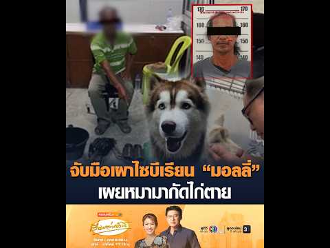 จับมือเผาไซบีเรียน มอลลี่ เผยหมามากัดไก่เสียชีวิต อัพเดทข่าว