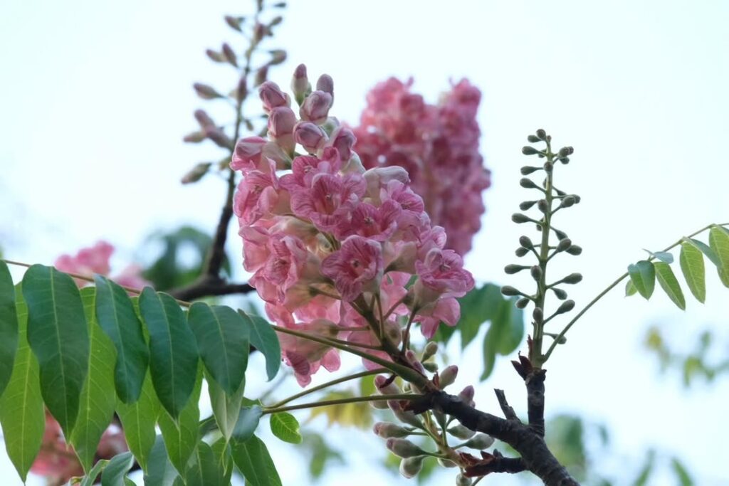 -อัปเดตมาให้ชมภาพ-“ดอกชมพูภูคา”-ที่กำลังทยอยบาน-สถานีวิจั