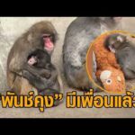 มีเพื่อนแล้ว ‘พันช์คุง’ ลูกลิงสุดไวรัลจากญี่ปุ่น สวนสัตว์แจงคลิปถูกลากไปมา อัพเดทข่าว
