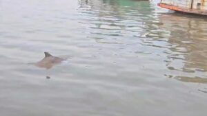 -คลิปนาทีโลมาว่ายน้ำวนชายฝั่งชะอำ-คาดอาจกลืนกินพลาสติก-ศู