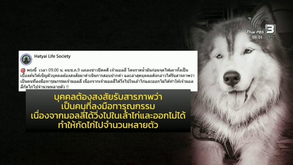 บชน.ภาค-9-เตรียมแถลงปิดคดีสุนัข-“มอลลี่”-วันนี้ข่าวใต้แลได้
