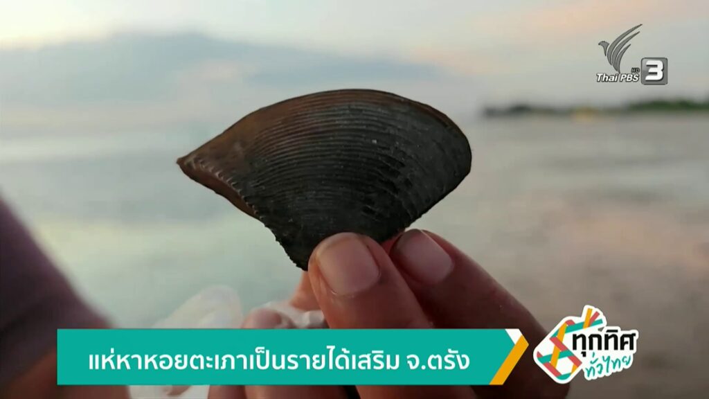 แห่หาหอยตะเภาเป็นรายได้เสริม-จ.ตรัง-ข่าวใต้แลได้ที่เรา-#tha