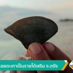 แห่หาหอยตะเภาเป็นรายได้เสริม-จ.ตรัง-ข่าวใต้แลได้ที่เรา-#tha