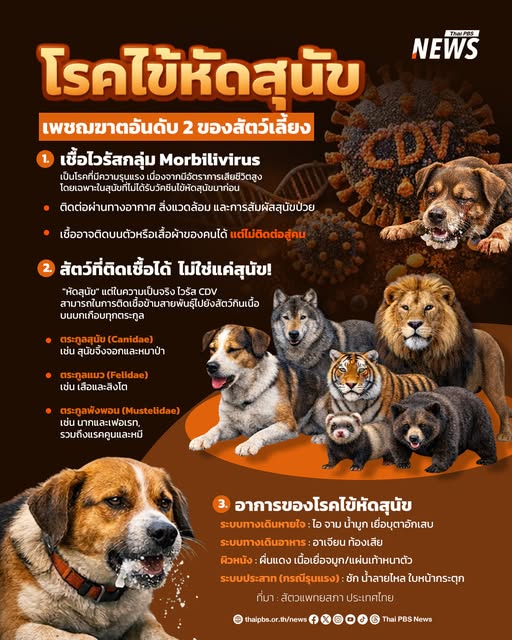รู้จัก-“ไข้หัดสุนัข”-ภัยร้ายอันดับ-2-รองจากพิษสุนัขบ้า.-ผลช