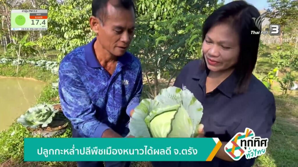 ปลูกกะหล่ำปลี-พืชเมืองหนาวได้ผลดี-จ.ตรัง-ข่าวใต้แลได้ที่เรา