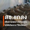 เกษตรฯ-–-สธ.-ยืนยัน-เสือเชียงใหม่เสียชีวิต-72-ตัว-ไม่ใช่ไข้หวัดนก