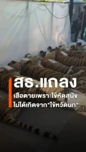 เกษตรฯ-–-สธ.-ยืนยัน-เสือเชียงใหม่เสียชีวิต-72-ตัว-ไม่ใช่ไข้หวัดนก