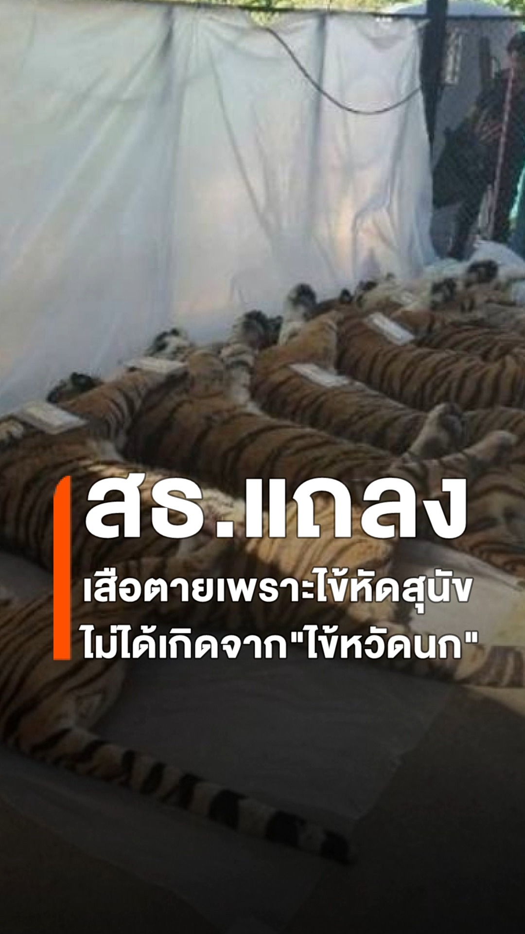 เกษตรฯ-–-สธ.-ยืนยัน-เสือเชียงใหม่เสียชีวิต-72-ตัว-ไม่ใช่ไข้หวัดนก