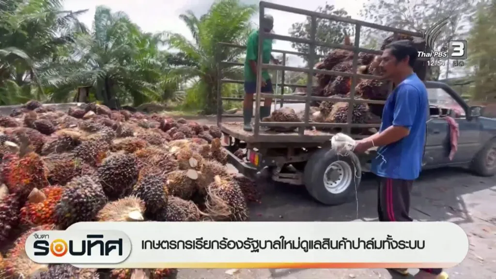 เกษตรกรเรียกร้องรัฐบาลใหม่-ดูแลสินค้าปาล์มทั้งระบบ-ข่าวใต้แ