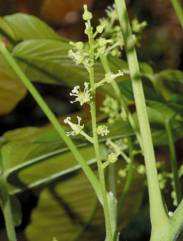 “ตะคร้อ”-ไม้ยืนต้นสารพัดประโยชน์-อัญมณีแห่งป่าผลัดใบไทย-“ตะค