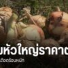หอมหัวใหญ่ราคาตกต่ำ-ล่าสุดกิโลละ-2-6-บาท-ส่งผลให้เกษตรกรขาดท