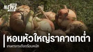 หอมหัวใหญ่ราคาตกต่ำ-ล่าสุดกิโลละ-2-6-บาท-ส่งผลให้เกษตรกรขาดท