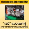 ตามหา-“เรมี”-แมวเพศผู้-ทำหมันแล้ว-สีหมอก-ลายสลิดครึ่งตัวหลัง-|-2026-02-25-14:39:00
