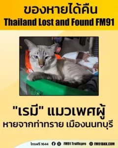 ตามหา-“เรมี”-แมวเพศผู้-ทำหมันแล้ว-สีหมอก-ลายสลิดครึ่งตัวหลัง-|-2026-02-25-14:39:00