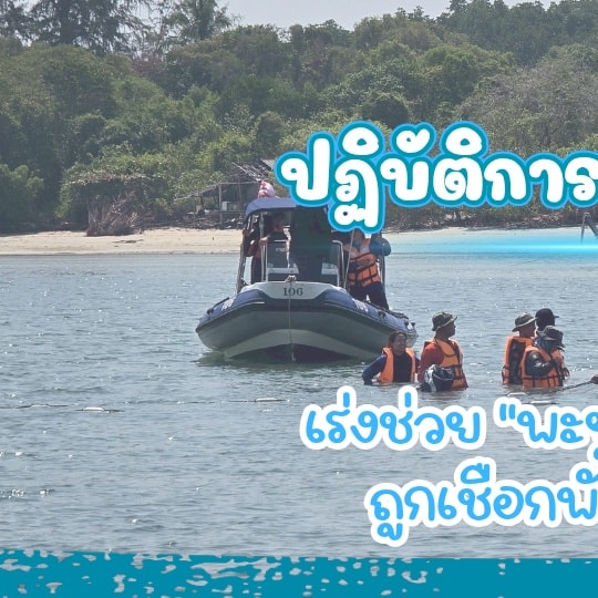 -ปฏิบัติการชิงนาทีทอง-เร่งช่วย-“พะยูน”-เกาะลิบง-ถูกเชือกพั