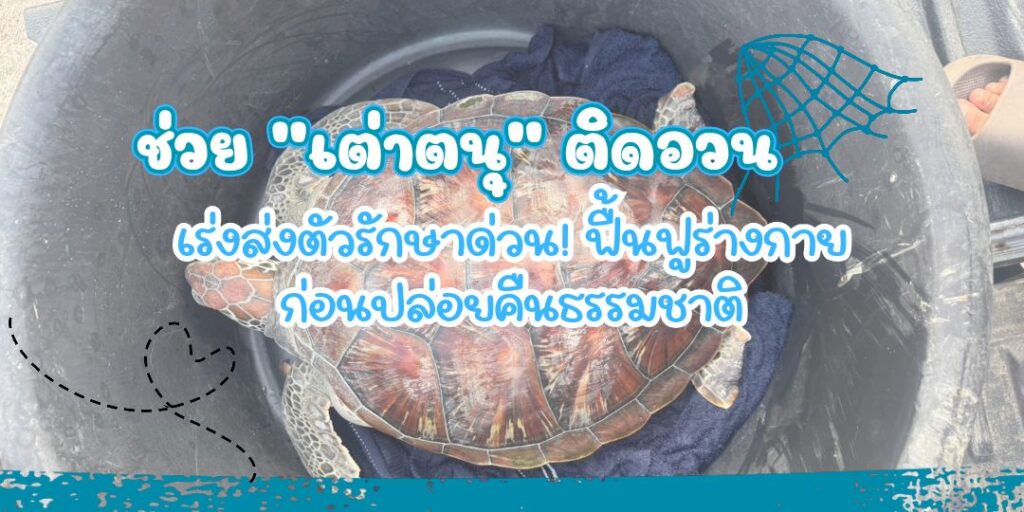 -กรม-ทช.-รับแจ้งช่วยเหลือ-“เต่าตนุวัยรุ่น”-ติดอวน-เร่งส่งตั