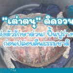-กรม-ทช.-รับแจ้งช่วยเหลือ-“เต่าตนุวัยรุ่น”-ติดอวน-เร่งส่งตั