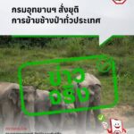 -ข่าวจริง-กรมอุทยานแห่งชาติ-สั่งยุติการย้ายช้างป่าทั่วประเทศ.-อธิ