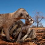 เมียร์แคตอาศัยอยู่ในสังคมที่เพศเมียเป็นใหญ่-พวกมันเป็นหนึ่งใ