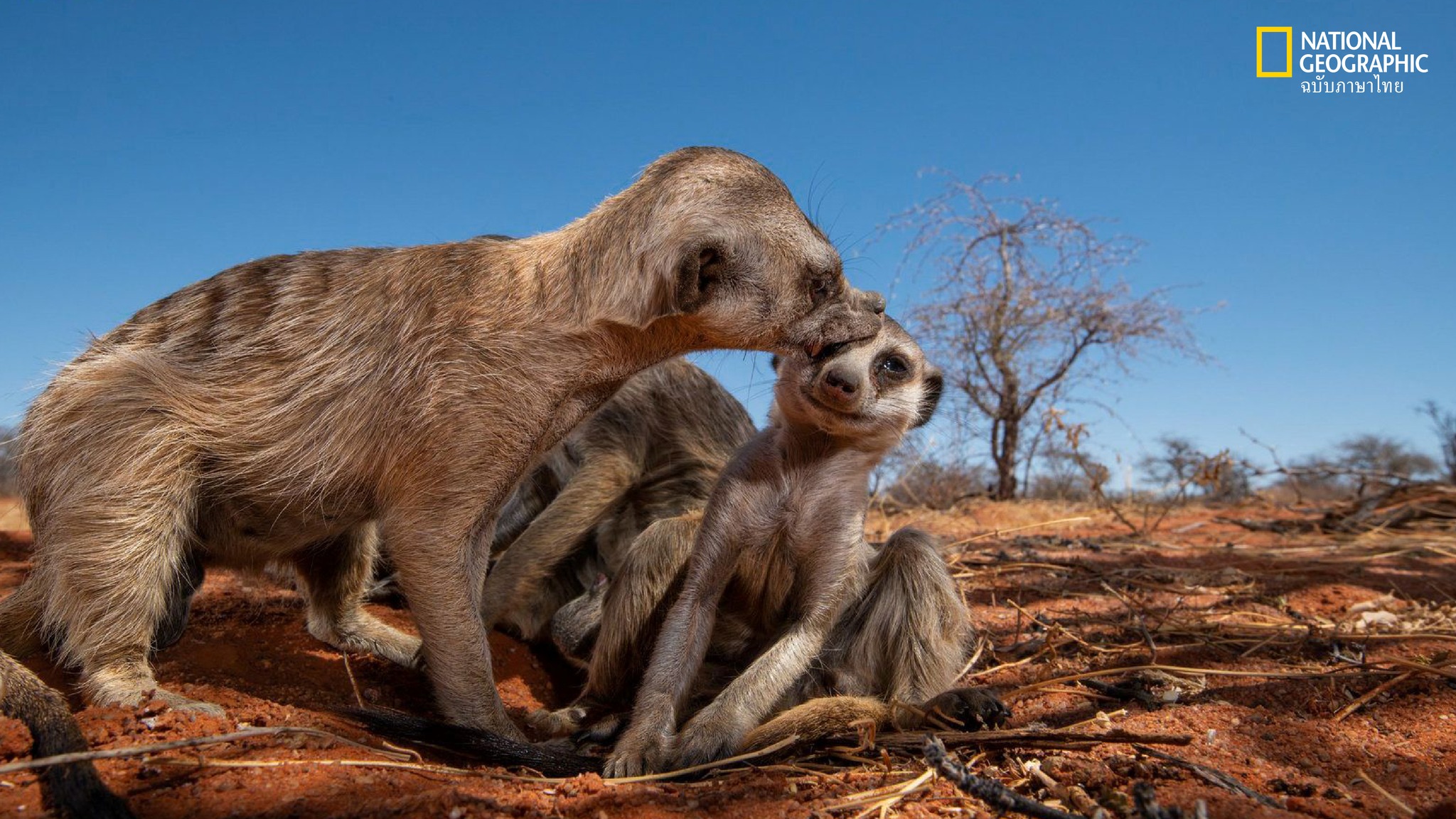 เมียร์แคตอาศัยอยู่ในสังคมที่เพศเมียเป็นใหญ่-พวกมันเป็นหนึ่งใ