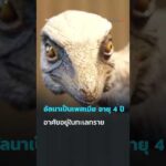 ð¦ ค้นพบฟอสซิล อัลนา ไดโนเสาร์เล็กสุดในโลก ในปาตาโกเนีย อาร์เจนตินา​  #SciAndTechShorts