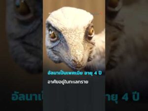 ð¦ ค้นพบฟอสซิล อัลนา ไดโนเสาร์เล็กสุดในโลก ในปาตาโกเนีย อาร์เจนตินา​  #SciAndTechShorts