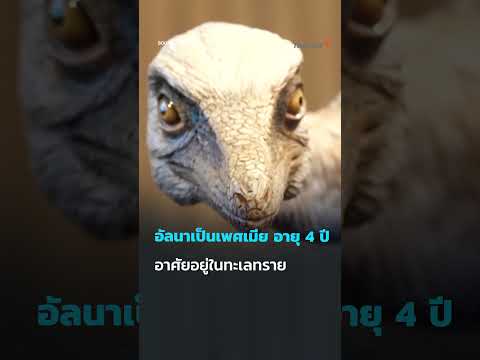 ð¦ ค้นพบฟอสซิล อัลนา ไดโนเสาร์เล็กสุดในโลก ในปาตาโกเนีย อาร์เจนตินา #SciAndTechShorts