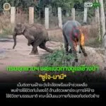 ðððð-:-กรมอุทยานแห่งชาติ-เผยแนวทางดูแลช้างป่า-“ชูใจ-มานี”-เน้นติดตา