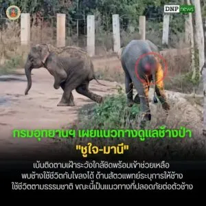 ðððð-:-กรมอุทยานแห่งชาติ-เผยแนวทางดูแลช้างป่า-“ชูใจ-มานี”-เน้นติดตา