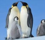 เหตุใดนักวิทยาศาสตร์กังวลว่าการผลัดขนประจำปีของเพนกวินจักรพรรดิอาจเป็นสาเหตุการเสียชีวิตของ