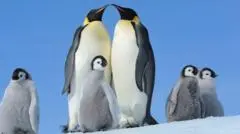 เหตุใดนักวิทยาศาสตร์กังวลว่าการผลัดขนประจำปีของเพนกวินจักรพรรดิอาจเป็นสาเหตุการเสียชีวิตของ