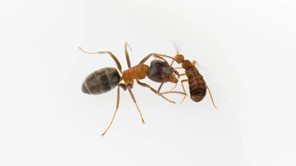 การใช้ชีวิตภายในรังมดเปรียบได้กับสวรรค์ของเหล่าแมลงก้นกระดก