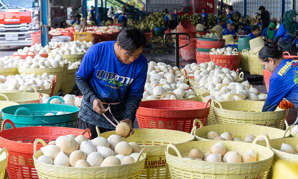 ซีพี-ออลล์-เซเว่น-อีเลฟเว่น-หนุนมะพร้าวไทยกว่า-1-ล้านลูกต่อเดือน-สู้ภาวะล้นตลาด